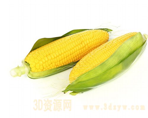 玉米3d模型