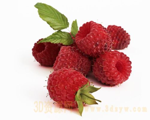野草莓 覆盆子3d模型