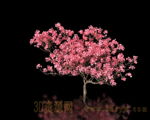 大红樱花树3d模型