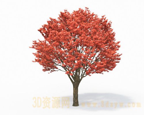 红枫叶树3d模型