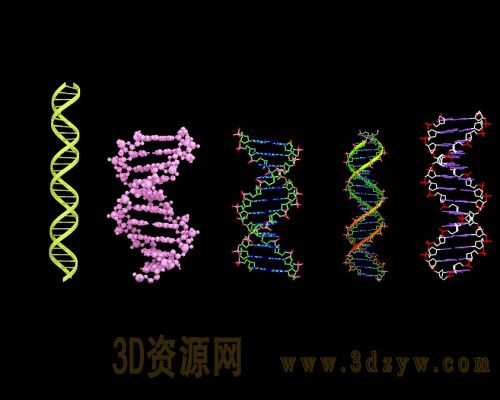 遗传基因DNA分子模型 DNA模型 基因模型