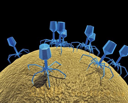 噬菌体结构3d模型  噬菌体模型 噬菌体结构图