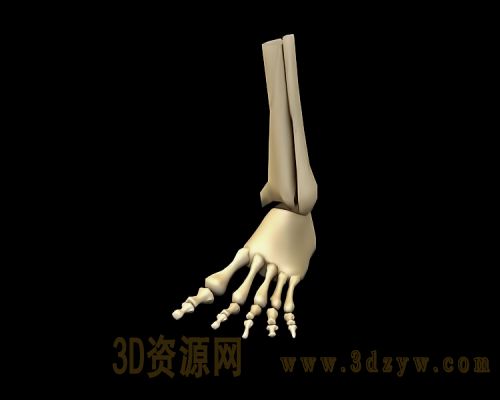 脚部骨骼模型