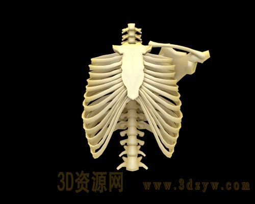 胸腔骨骼模型 胸部骨骼
