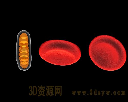 血红细胞线粒体模型 血细胞模型