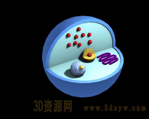 细胞核模型 细胞核3d模型