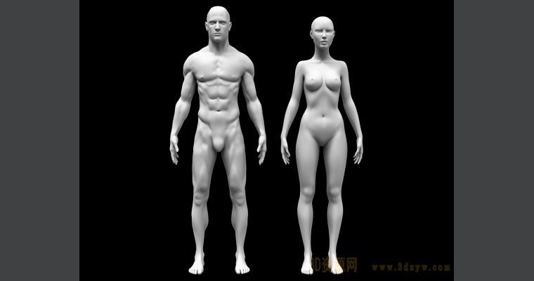 精细男女人体模型 3d资源网 国内最丰富的3d模型资源分享交流平台