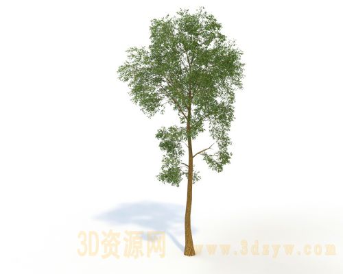 树模型 景观树
