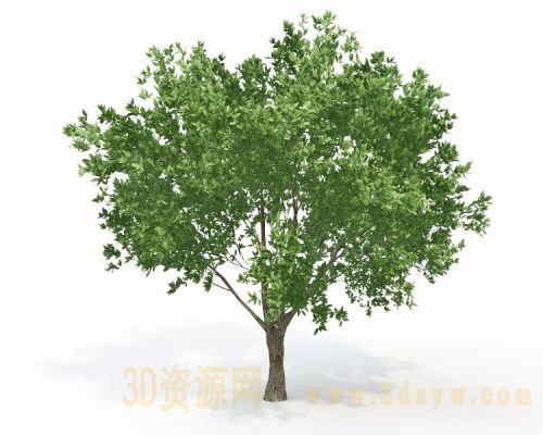 树3d模型