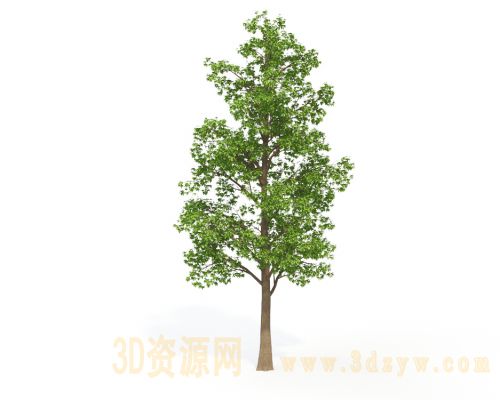 树模型 景观树模型