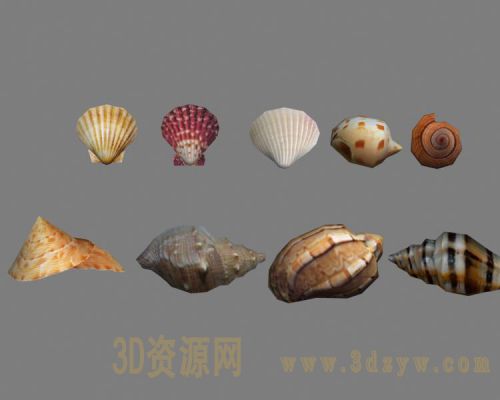 贝壳海螺模型