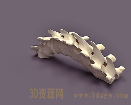 脊椎骨模型