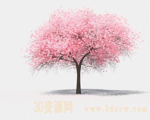 樱花树模型