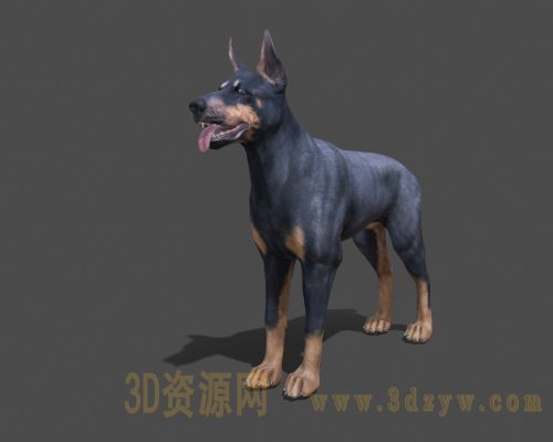 杜宾犬3d模型  德国笃宾犬