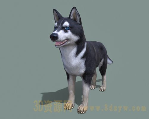 哈士奇3d模型 西伯利亚哈斯基犬