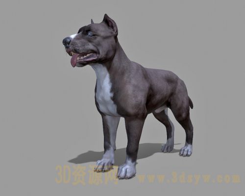 比特犬3d模型 比特狗